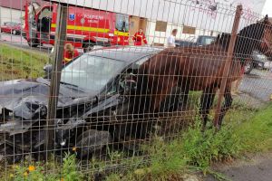 Calul lovit de maşină la Cristian a murit. „L-am eutanasiat”