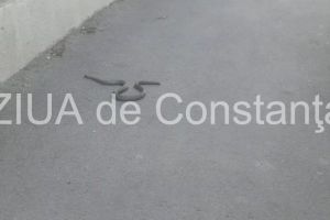 Șarpe, surprins pe strada Avram Iancu din Constanta (galerie foto)