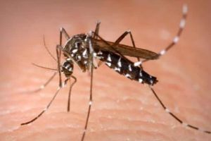 Sângele albaiulienilor, foarte apreciat de ţânţarii greu de stârpit!