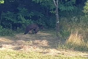 VIDEO. Ursul din Pâclişa este în continuare în libertate. Localnic: S-a pus şi o cuşcă, dar nu îl vor prinde. Nu-i prost să se bage!