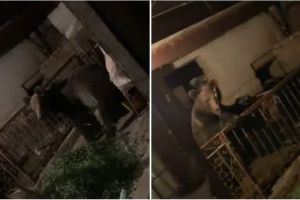 FOTO, VIDEO în EXCLUSIVITATE: DISPERARE la Pâclişa marţi noaptea! URSUL care îi TERORIZEAZĂ pe săteni a atacat o gospodărie, la doar câţiva metri de locuinţa oamenilor