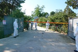 Îngrijorător! 15 mistreţi cu pestă porcină africană într-o localitate din Botoşani