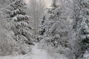 A nins în Munţii Rodnei!