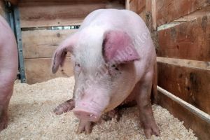 Caz de pestă porcină lângă Târgovişte. Numărul cazurilor confirmate a crescut