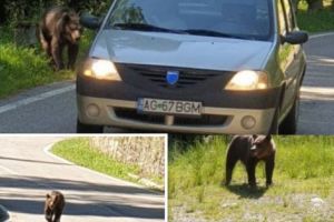 Urs AGITAT de foame pe Transfăgărăşan, plecat în URMĂRIRE auto!