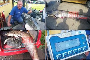 FOTO&VIDEO. Imagini extraordinare! Peşte uriaş prins în Someş, la Satu Mare