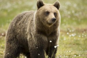 Urs în gospodăriile din Alba Iulia – Scenariul copiat după cel de la Sibiu