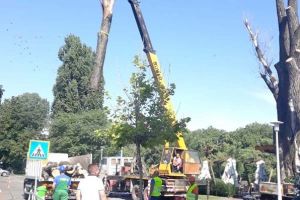 Misiune îndeplinită: Plopul de lângă Spoon s-a uscat cu totul! (FOTO)