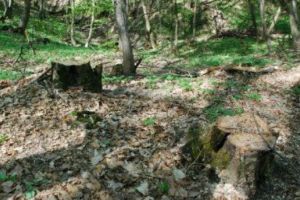 Acţiuni silvice pe raza comunei Atid. Poliţiştii au confiscat material lemnos şi au aplicat sancţiuni contravenţionale