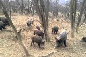 135 de PORCI MISTREȚI din Argeş vor primi GLONȚUL!