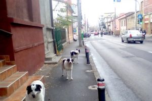 Haitele de maidanezi, din nou în Piteşti!