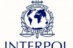 AGERPRES: Retea internationala de traficanti. Au fost confiscate aproape 10.000 de animale marine, printre care si rechini