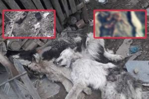 MASACRU într-o gospodărie din Corbeni! Ursul a secţionat câinii ca un SAMURAI bătrân