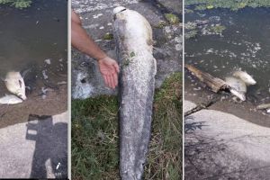 FOTO – Sute de peşti morţi în apele Oltului în judeţul Sibiu – Explicaţia pare halucinantă