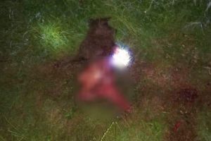 FOTO. Un nou atac al ursului de la Pâclişa: Un alt câine a fost sfâşiat miercuri noaptea de sălbăticiune