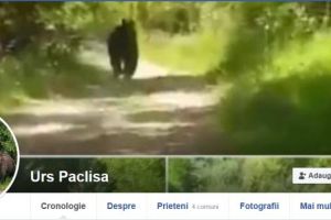 URSUL din Pâclişa are cont de facebook, deci chiar există. Tocmai s-a mutat din Braşov şi este în căutare de noi prieteni