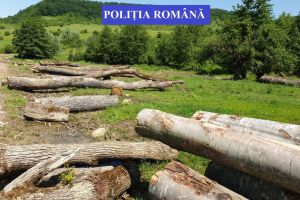 Șef de district la un ocol silvic, reţinut pentru instigare la delapidare