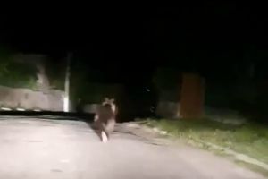 Urs fugărit cu maşina, la Bezdead – VIDEO
