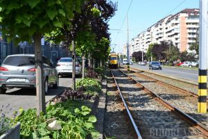 Ne enervează: copacii ciuntiţi şi crengile lăsate de izbelişte în Cartierul Luceafărul (FOTO)