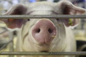 PESTĂ PORCINĂ ÎN PRAHOVA | Vor fi sacrificaţi porcii din gospodării? Vezi anunţul autorităţilor!