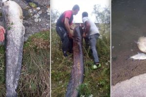 FOTO Dezastrul piscicol de pe Olt – Pescarii avertizează ca să nu mâncăm peştele mort – Reacţia autorităţilor