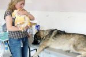 Câinii cu stăpân din Moldova Nouă, înscrişi într-un registru special