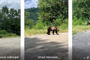 Ursul de pe Transfăgărăşan s-a stricat la stomac!