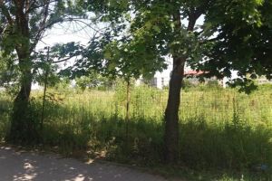 Ambrozia creşte în voie! Amenzi de 14.000 de euro pentru terenuri neîngrijite