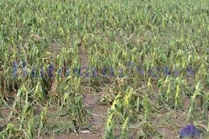 Cum ajung la sapă de lemn marii fermieri din „Bărăganul nordului“: Pun lacătul şi mă reprofilez