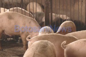 Muncă risipită! O familie din Botoşani a rămas fără cei 19 porci, din cauza pestei porcine africane