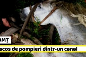NEAMȚ: Cal scos de pompieri dintr-un canal