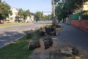 Copaci doborâţi de drujbe pe Michelangelo. PMT: Erau bolnavi şi periculoşi