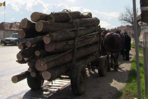 Căruţaş cu material lemnos de provenienţă ilicită depistat de poliţiştii harghiteni, pe raza comunei Suseni