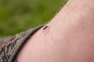 Virusul West Nile: Instituţia Prefectului face apel pentru luarea de măsuri pentru supravegherea şi reducerea populaţiilor de tânţari