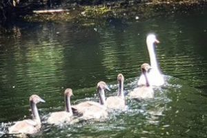 Imaginea zilei: Lebada cu sase pui, Delta Dunarii