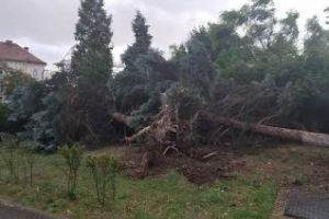 Trei brazi doborâţi de furtuna de la Cluj - FOTO