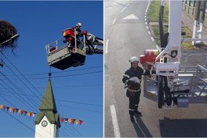 FOTO. Pui de barză căzut din cuib, salvat de pompierii sătmăreni