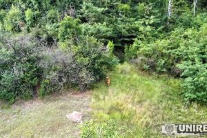 VIDEO. Nu doar ursul dă târcoale prin Pâclişa: Jurnaliştii au filmat cu drona o frumoasă căprioară