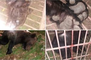 FOTO. URSUL din Pâclişa, care teroriza locuitorii de câteva săptămâni, a fost CAPTURAT în noaptea de vineri spre sâmbătă