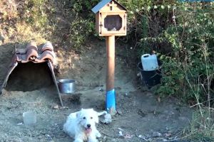 Un câine din Grecia stă de un an şi jumătate lângă troiţa ridicată pe locul morţii stăpânului său