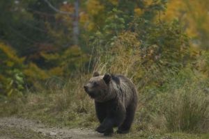 Un urs a distrus stupi, a omorât animale şi a distrus grădinile localnicilor din comuna Hârseni