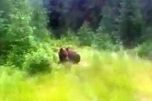 VIDEO. URSUL de la Pâclişa, relocat în zonă sigură, departe de casele oamenilor, într-un areal rezervat pentru aceste sălbăticiuni