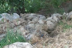 Zeci de piei de animale, abandonate pe un câmp din Braşov