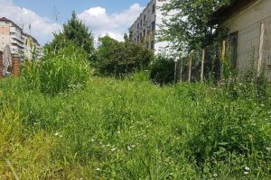 Grădina sălbatică: Bălării înalte de jumătate de metru, la sediul Poliţiei Municipiului Oradea (FOTO)