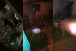 Ursul care a terorizat locuitorii de la marginea oraşului Alba Iulia a fost capturat