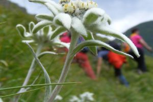 Floarea de colţ, simbolul iubitorilor de drumeţii, înfrumuseţează crestele Munţilor Rodnei (FOTO)