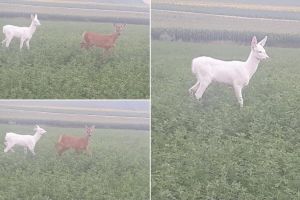 FOTO. ”Bambi cel alb” face furori online. O căprioară ALBĂ, fotografiată pe un câmp, în timp ce se hrănea