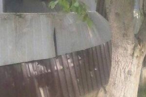 Gospodării din Tofalău şi Cotuş „vizitate” de urs