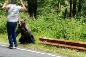 Un bărbat, aproape să fie sfâşiat de un urs, în timp ce îl hrănea şi încerca să îl filmeze cu telefonul mobil