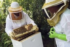 Ajutor de minimis de 20 de lei pe familia de albine pentru compensarea pierderilor din primăvara acestui an (proiect)